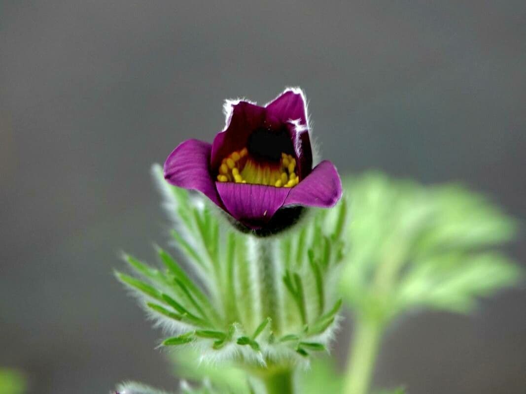 Pulsatilla pratensis