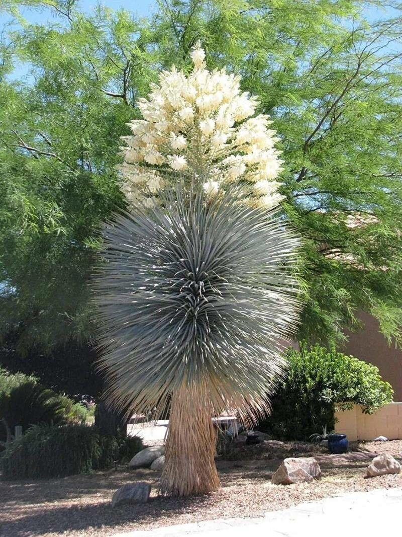 Yucca rostrata