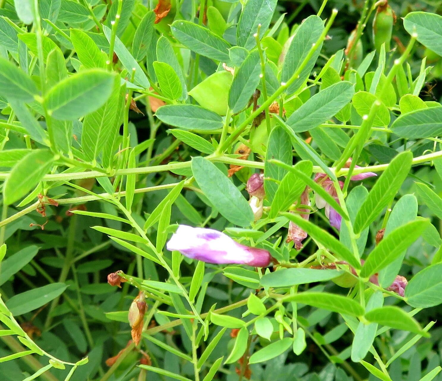 Vicia cassubica