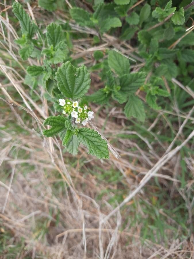 Lantana viburnoides