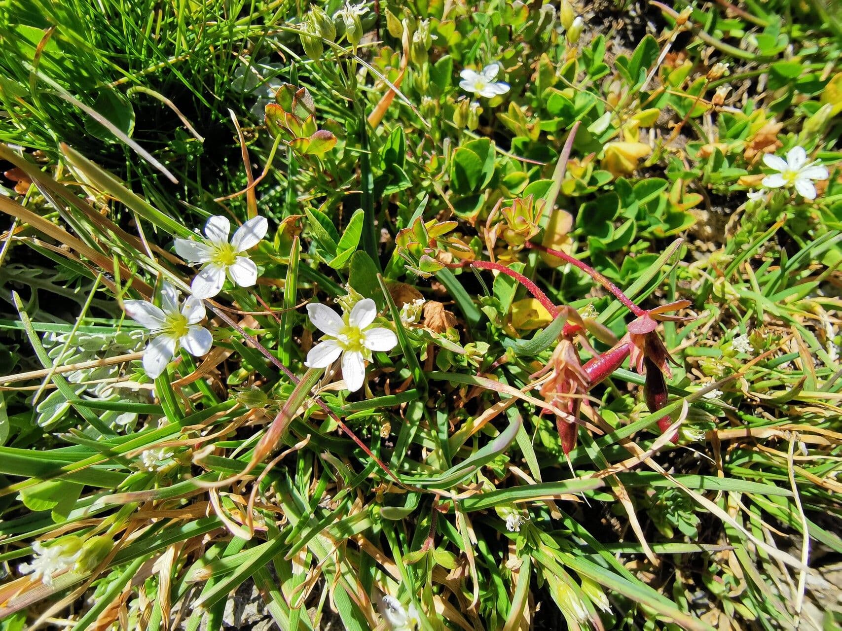 Arenaria ciliata