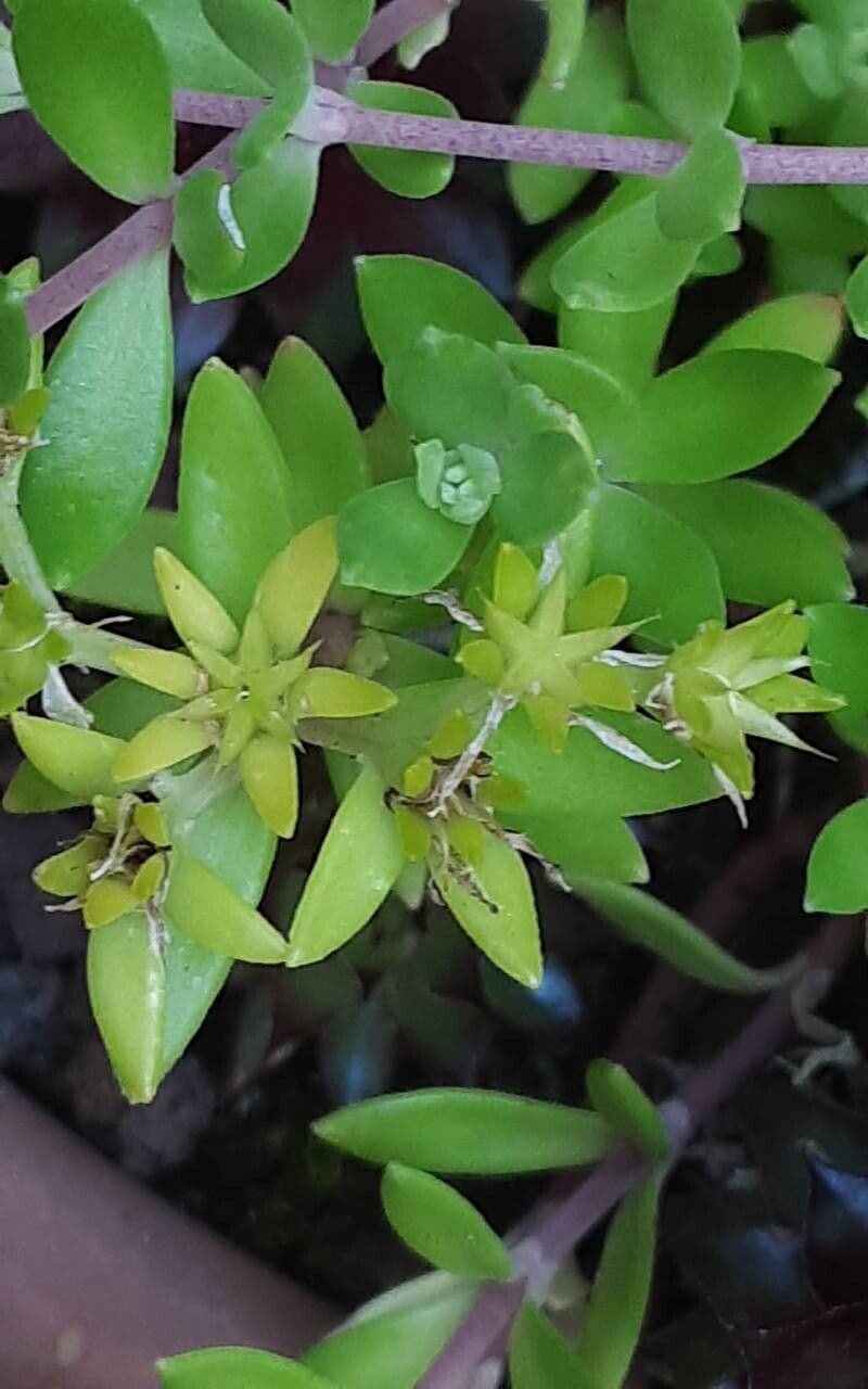 Sedum sarmentosum