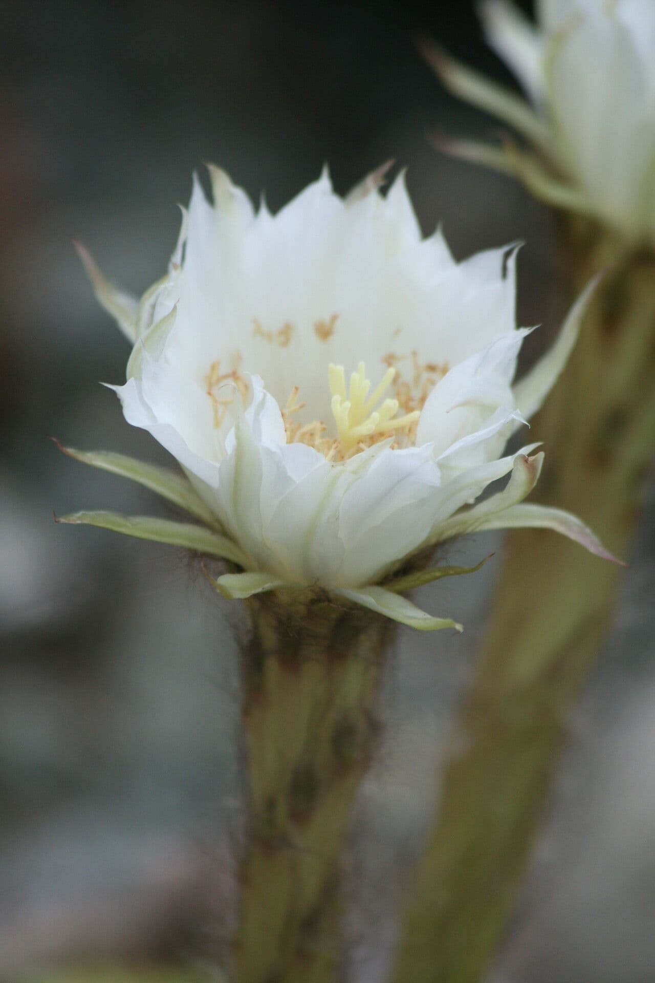 Echinopsis calochlora