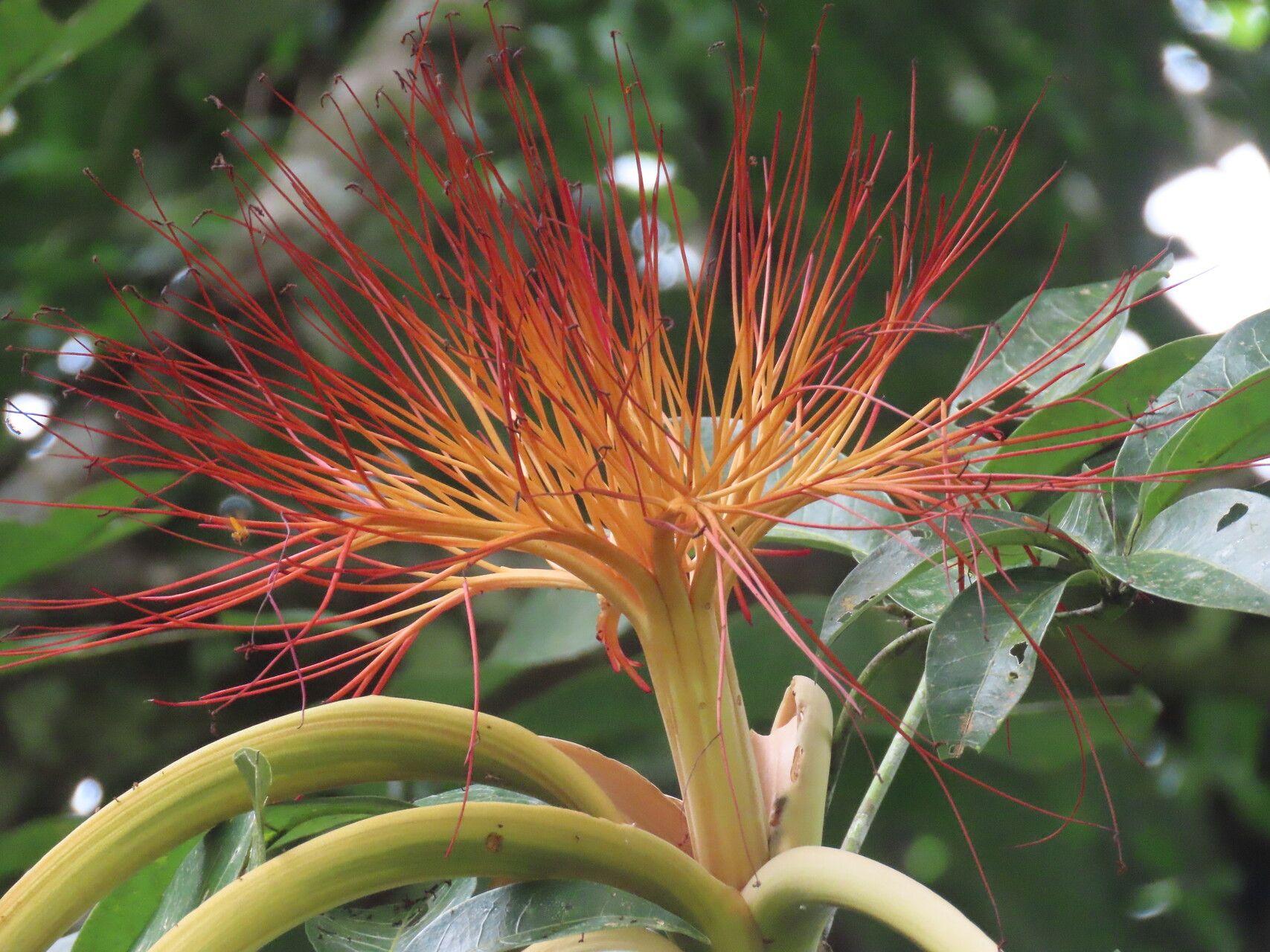 Pachira aquatica