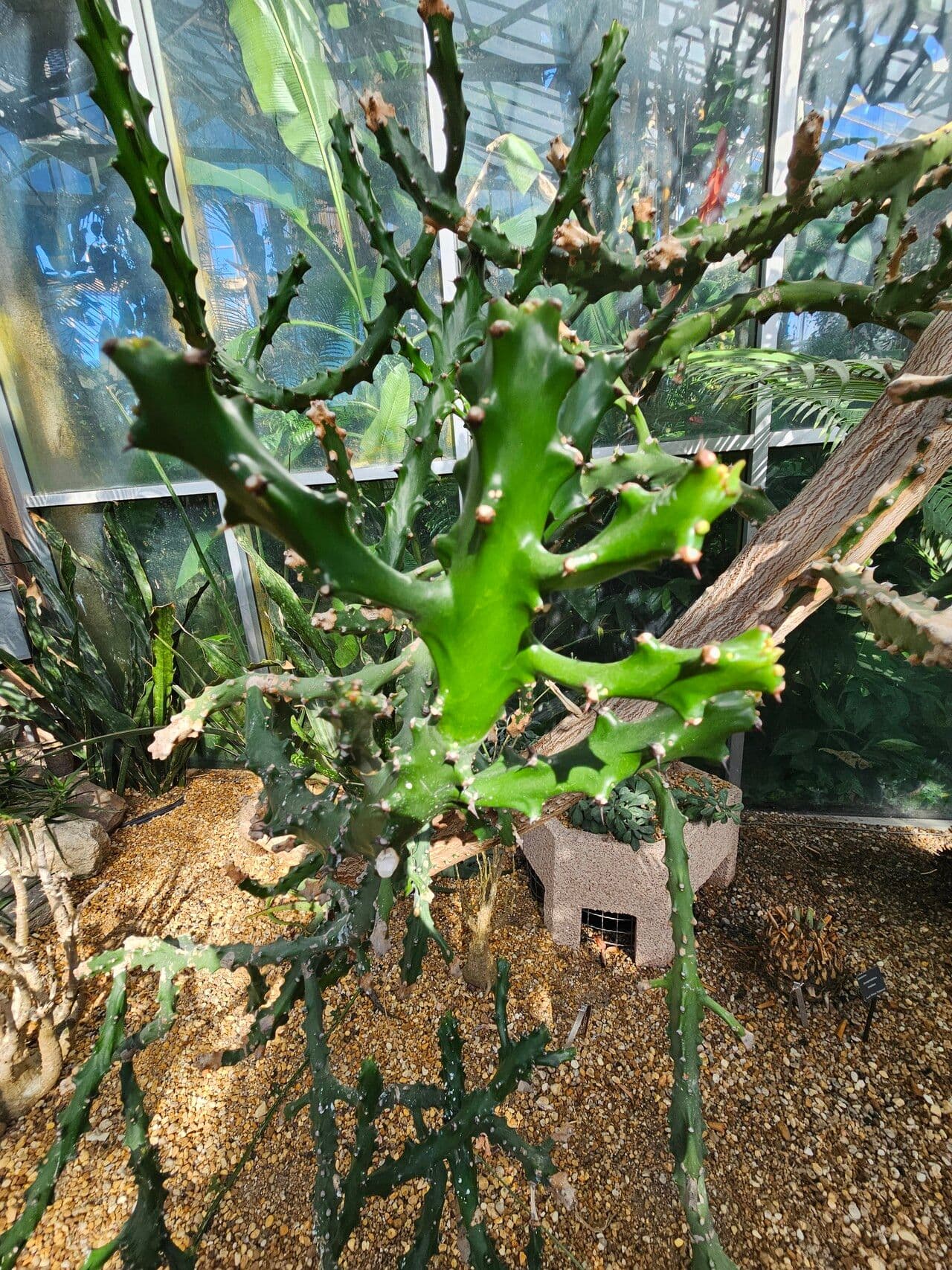 Euphorbia antiquorum