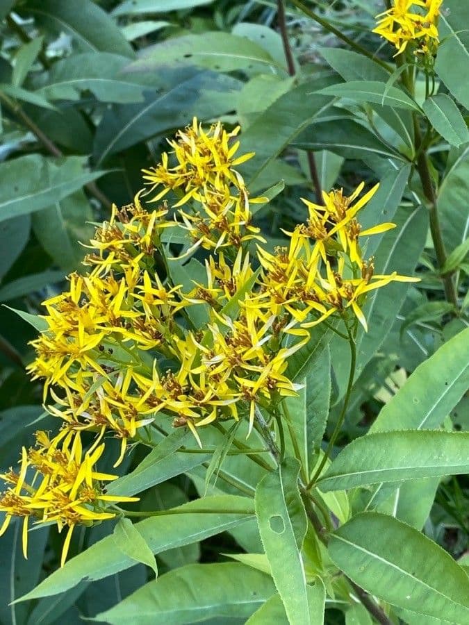 Senecio ovatus