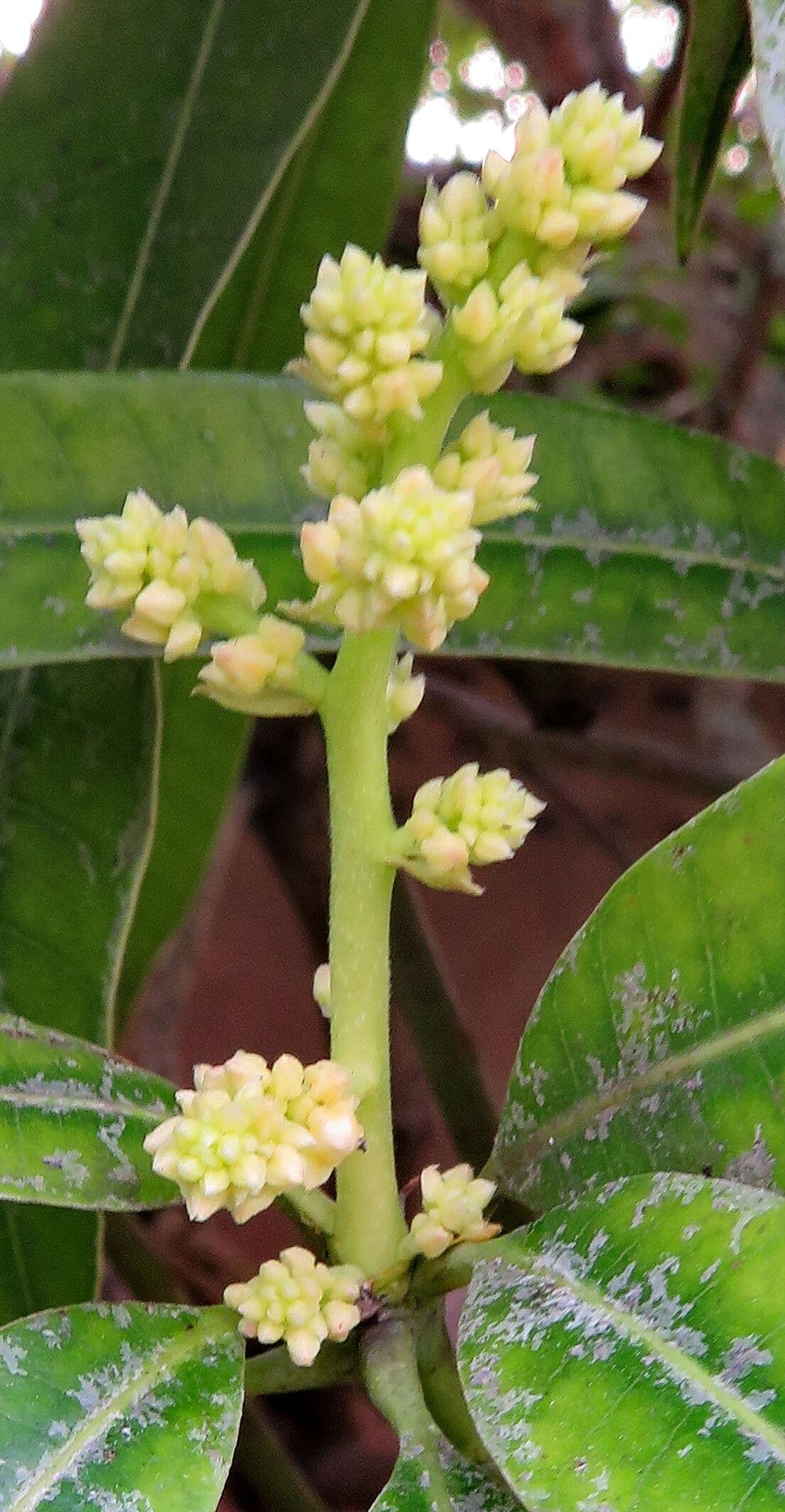 Mangifera indica