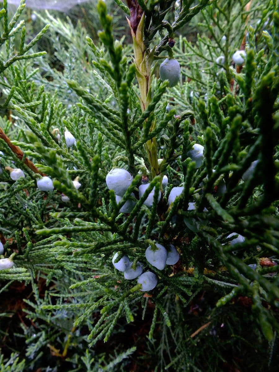 Juniperus chinensis