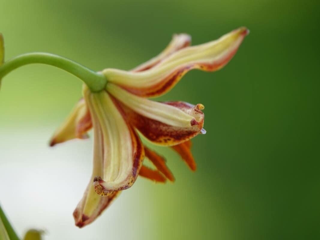 Lilium parvum