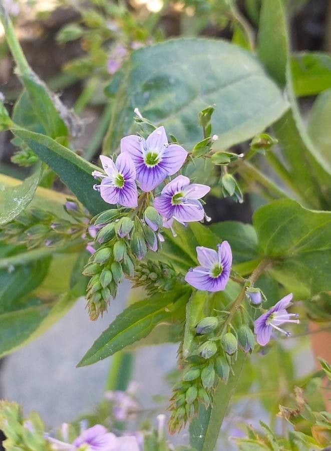 Veronica anagallis-aquatica