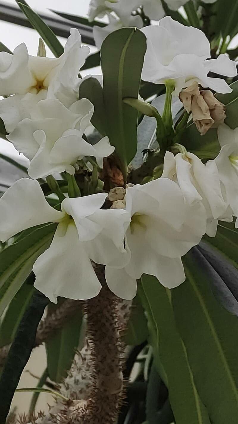 Pachypodium lamerei