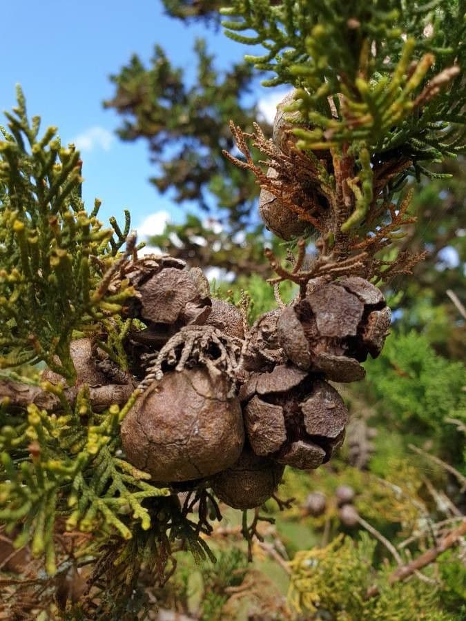 Hesperocyparis macrocarpa