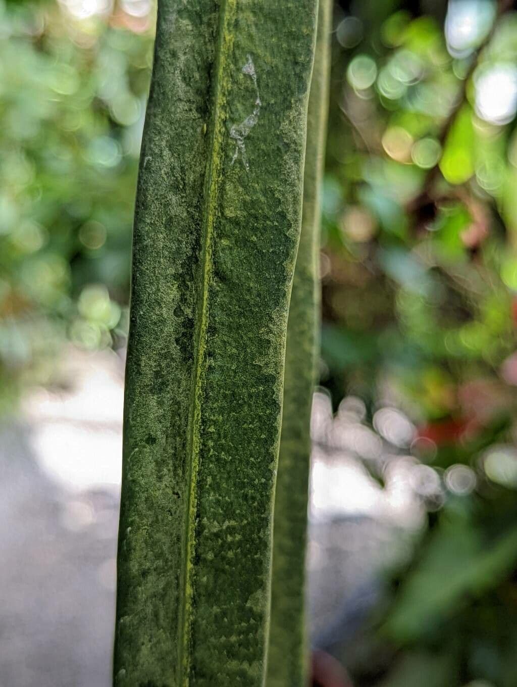 Anthurium vittariifolium