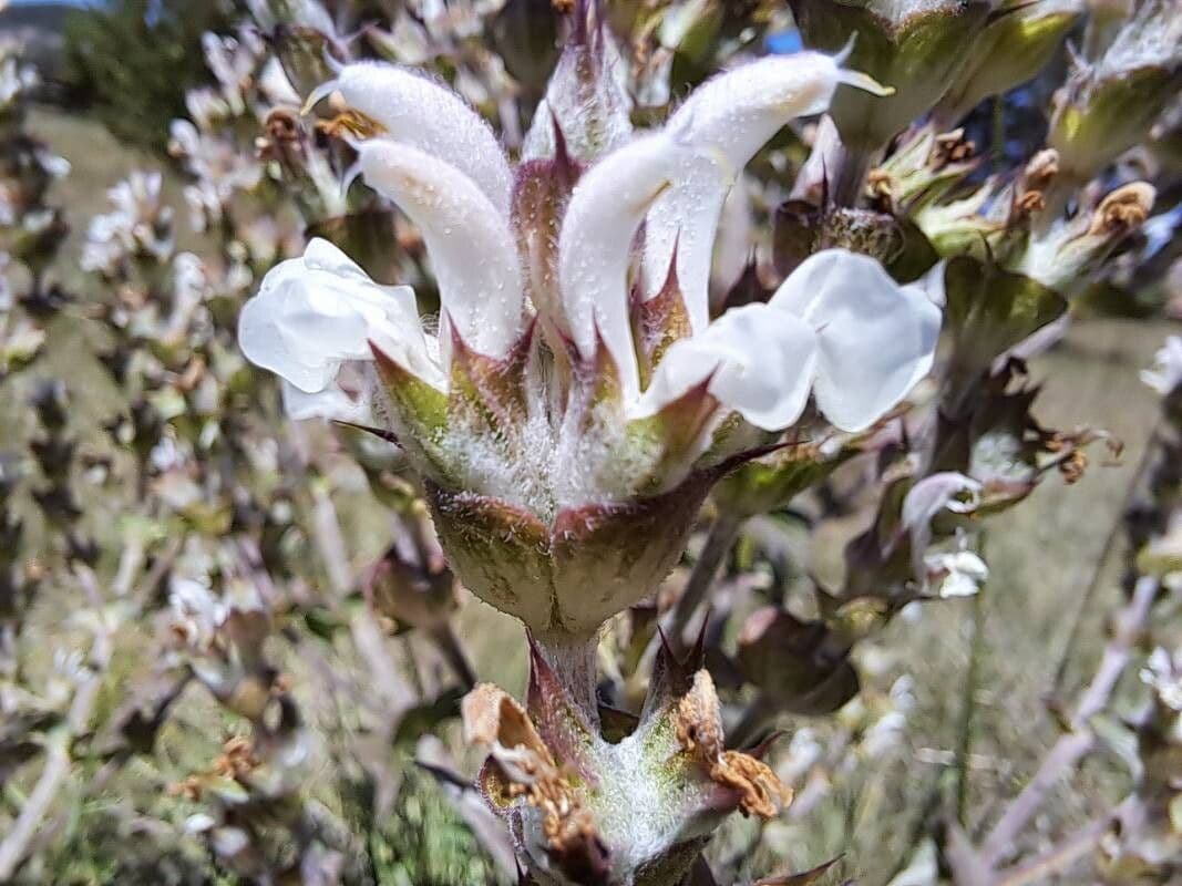 Salvia aethiopis