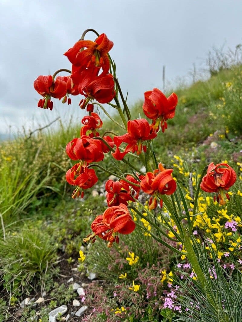 Lilium pomponium