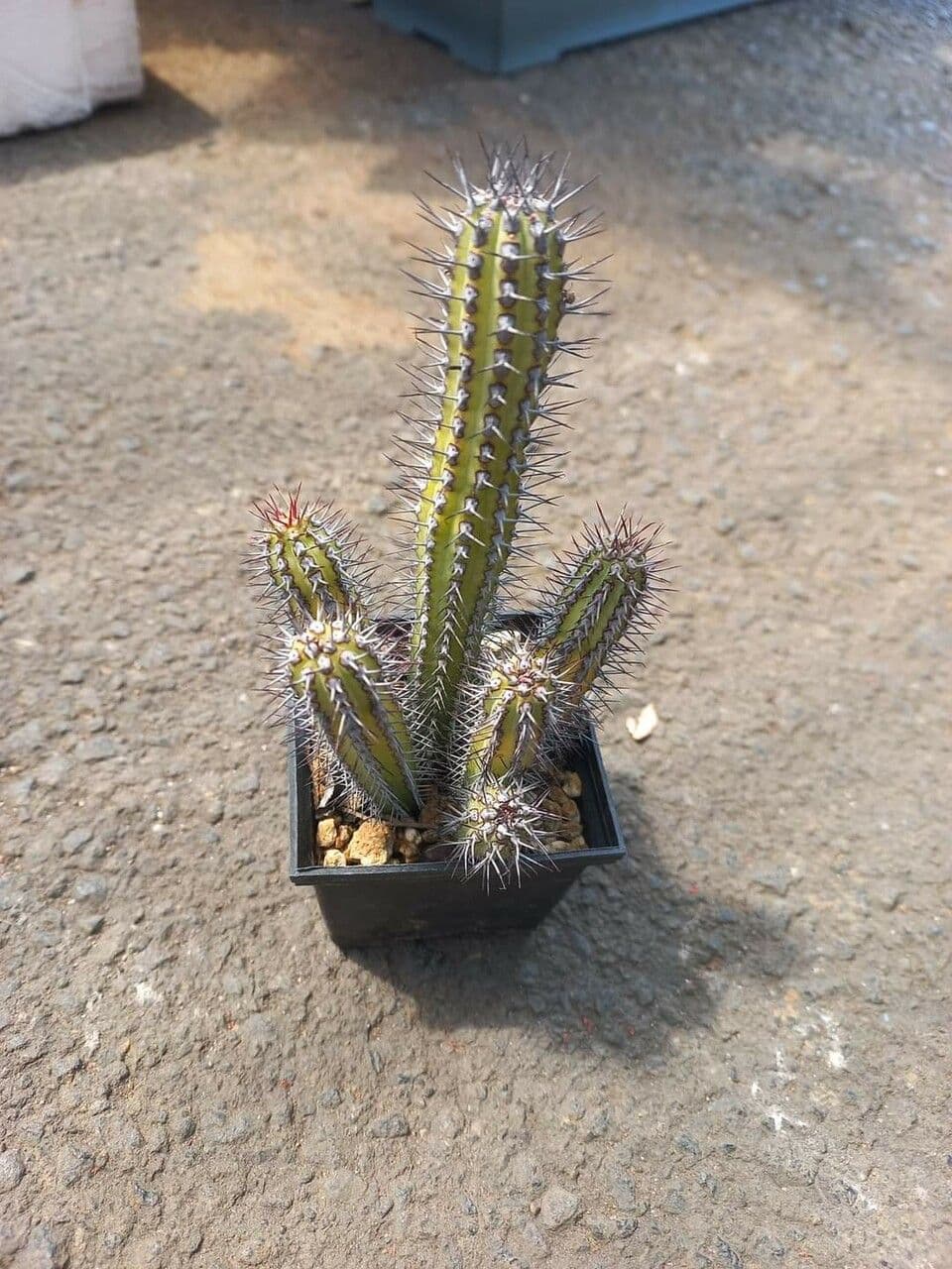 Euphorbia baioensis