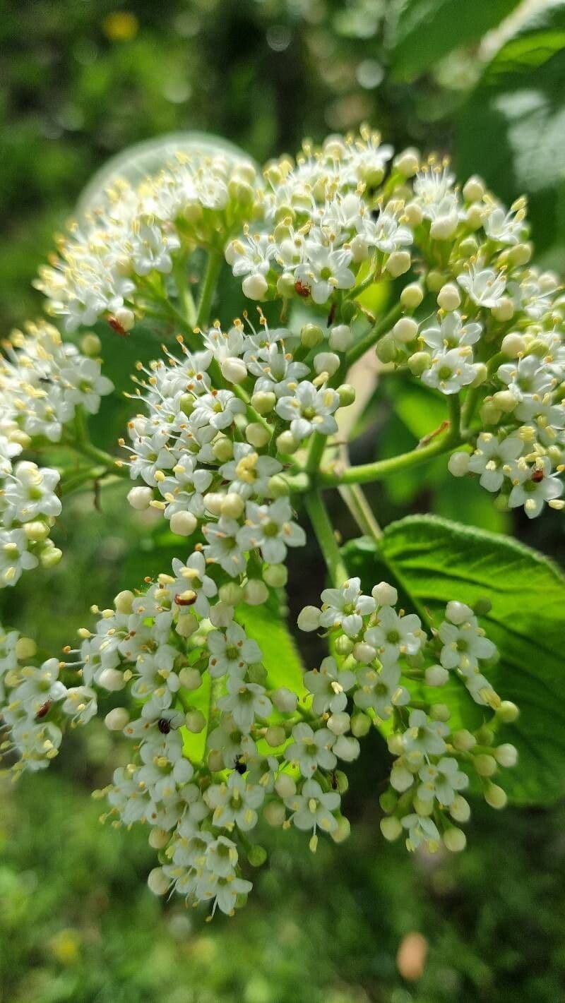 Viburnum lantana