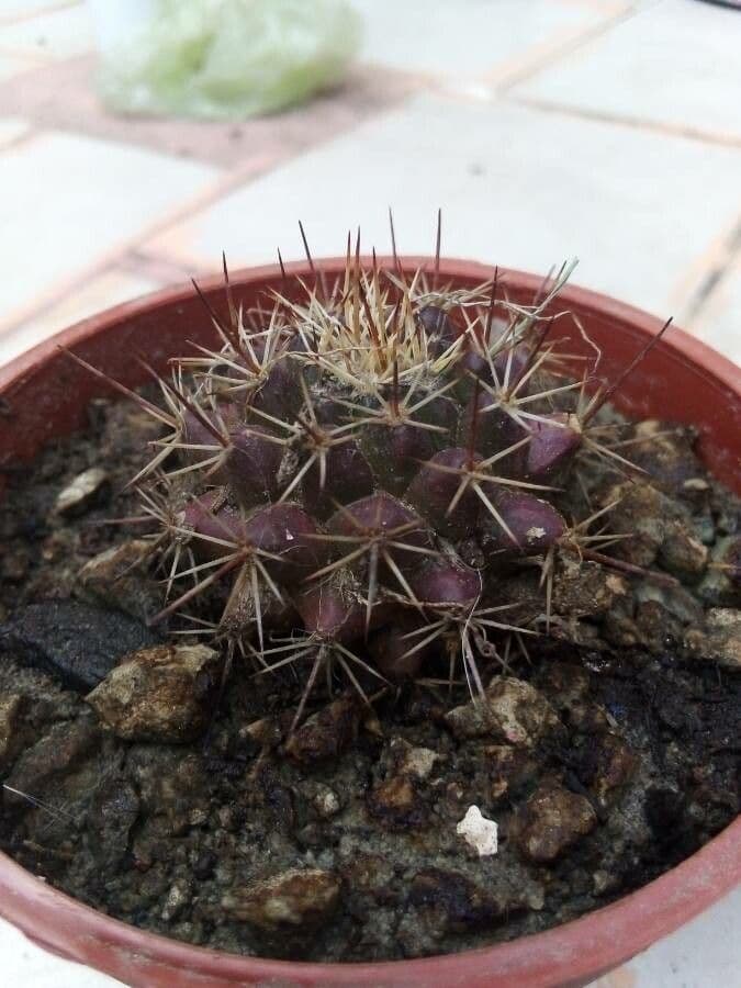 Mammillaria nivosa