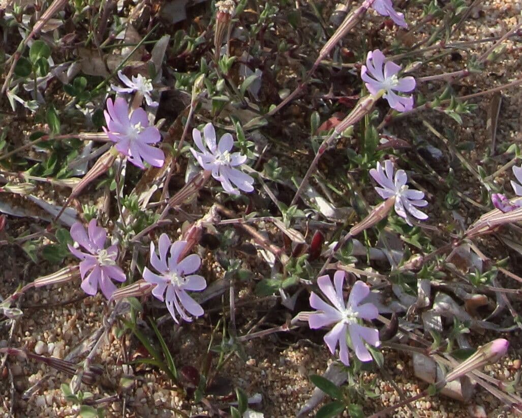 Silene sericea