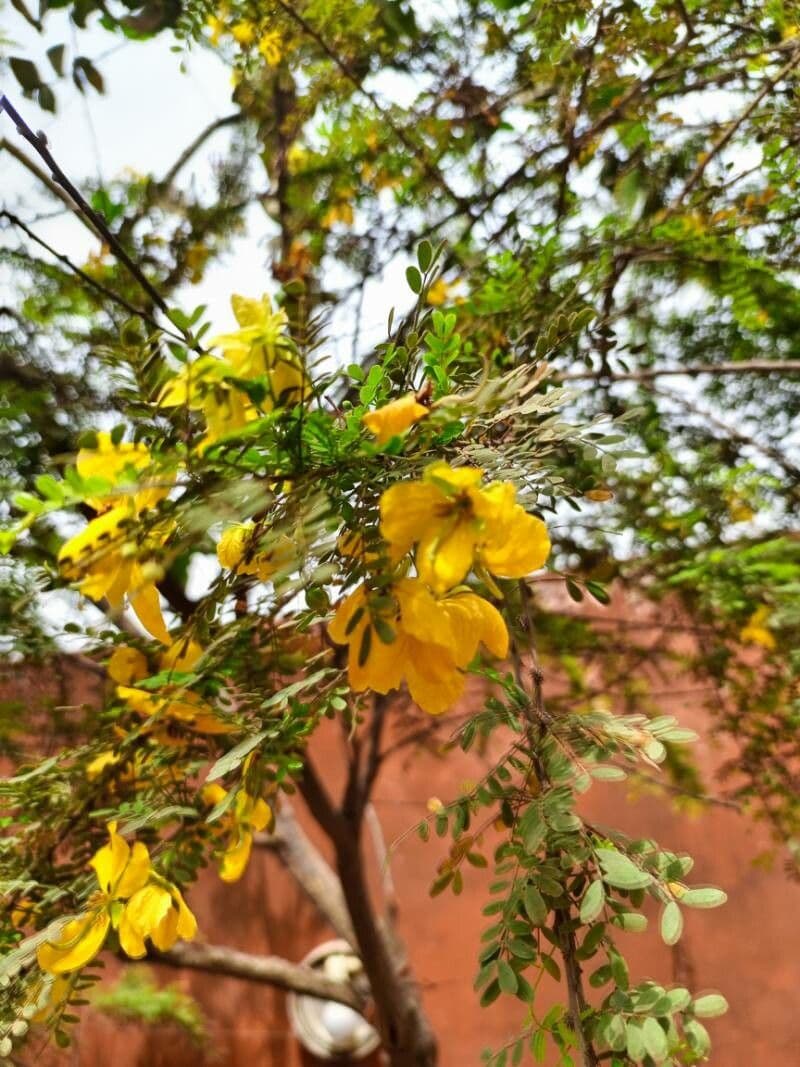 Senna auriculata