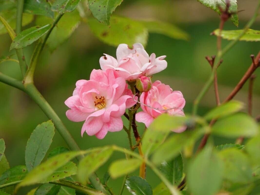 Rosa multiflora