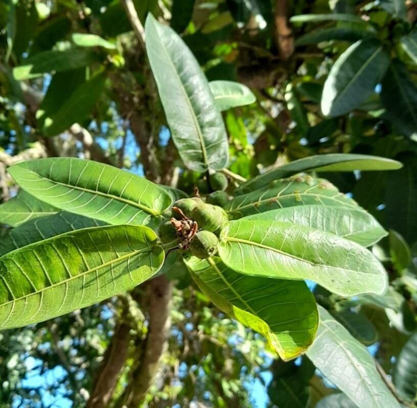 Ficus insipida