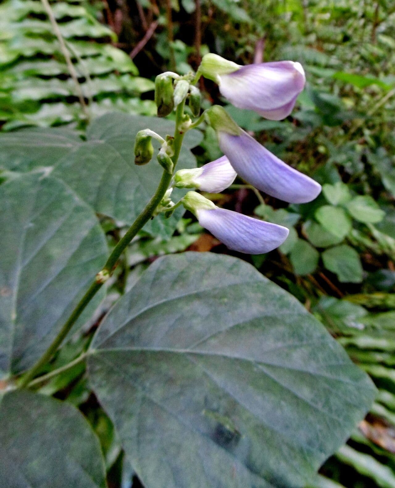 Neustanthus phaseoloides