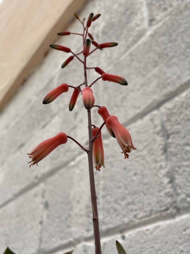 Aloe rauhii