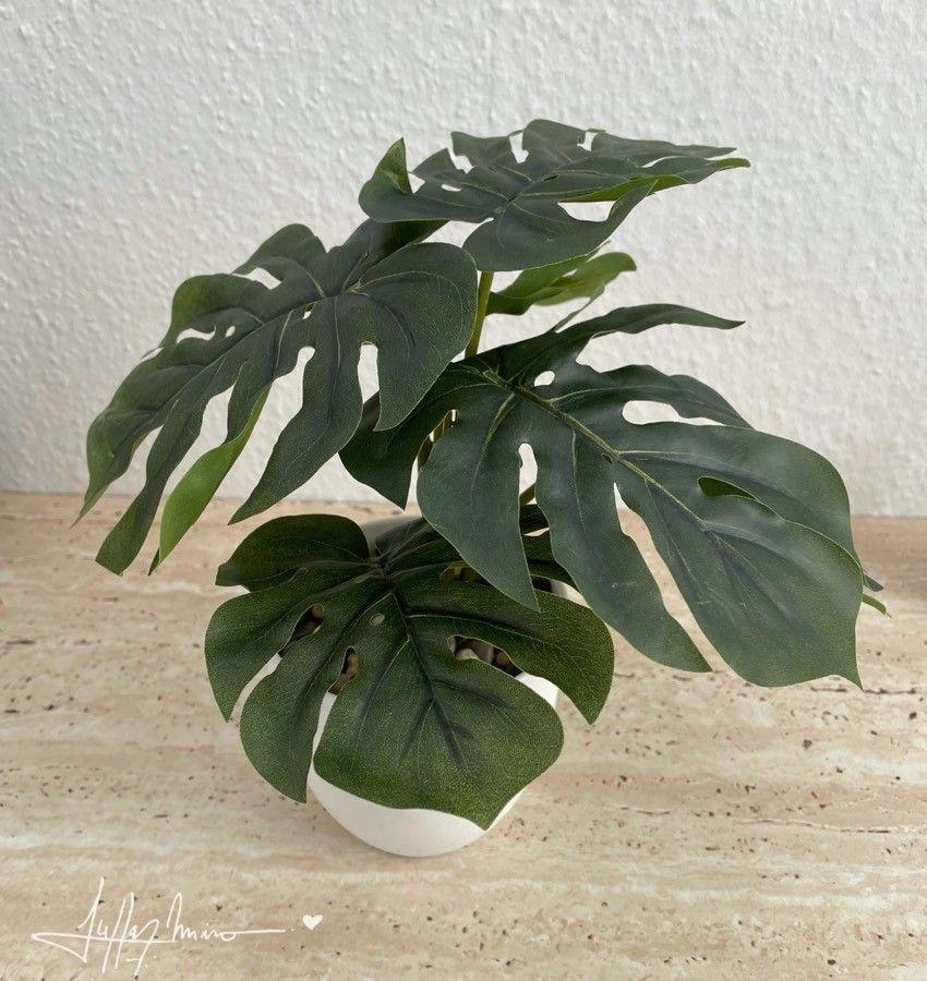 Monstera deliciosa