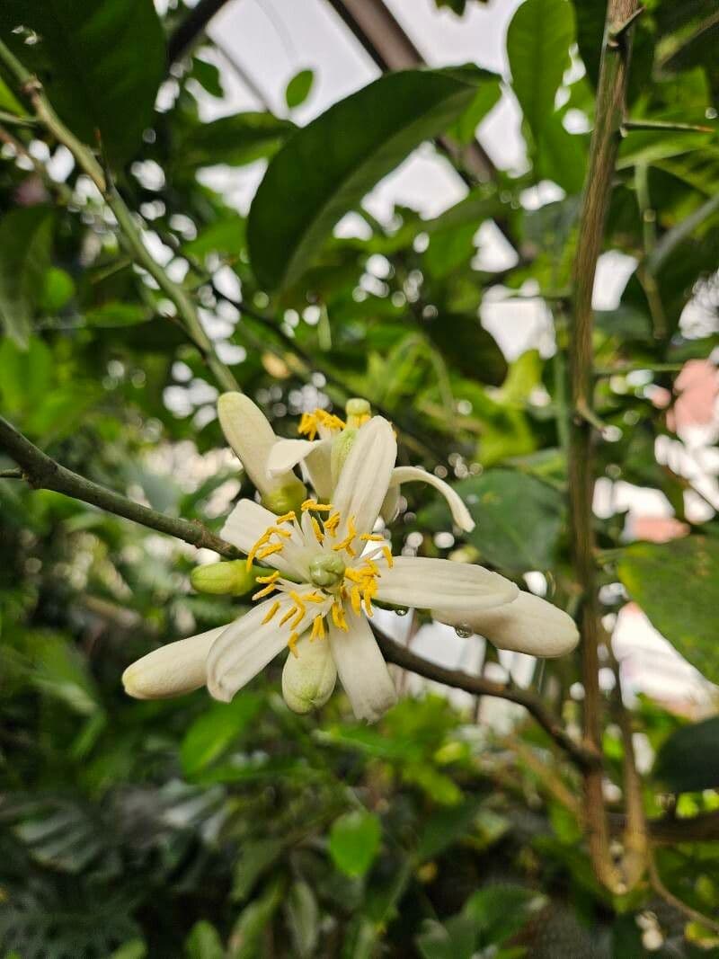 Citrus medica