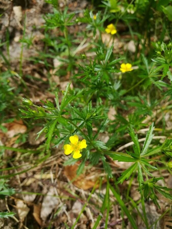 Potentilla erecta