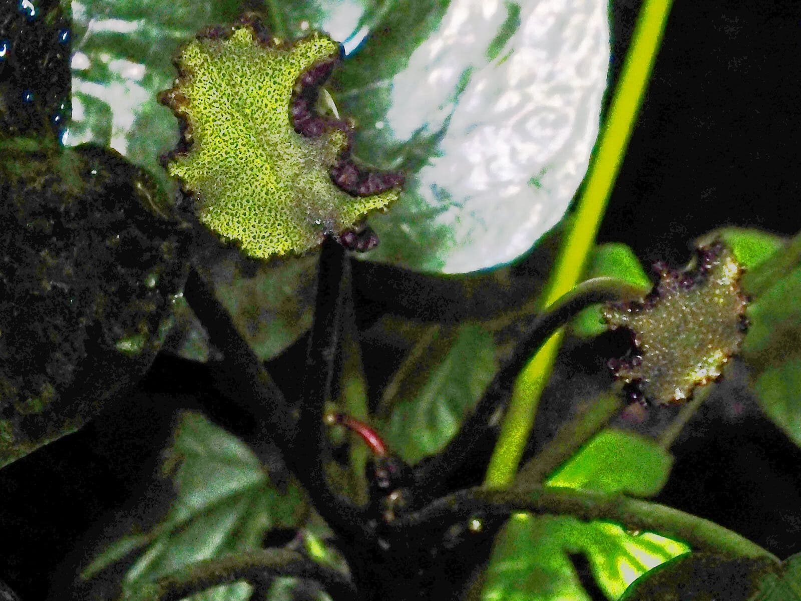 Dorstenia elata