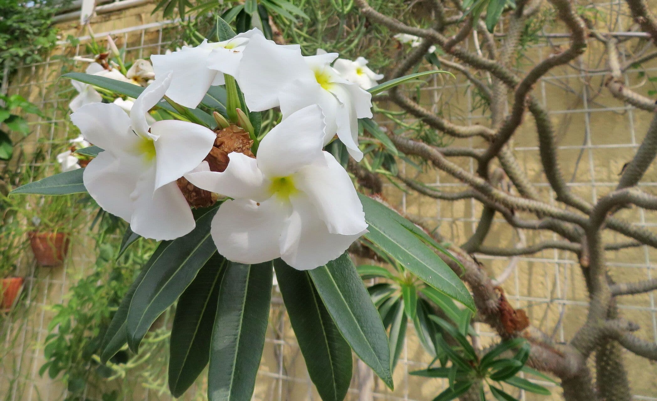 Pachypodium lamerei