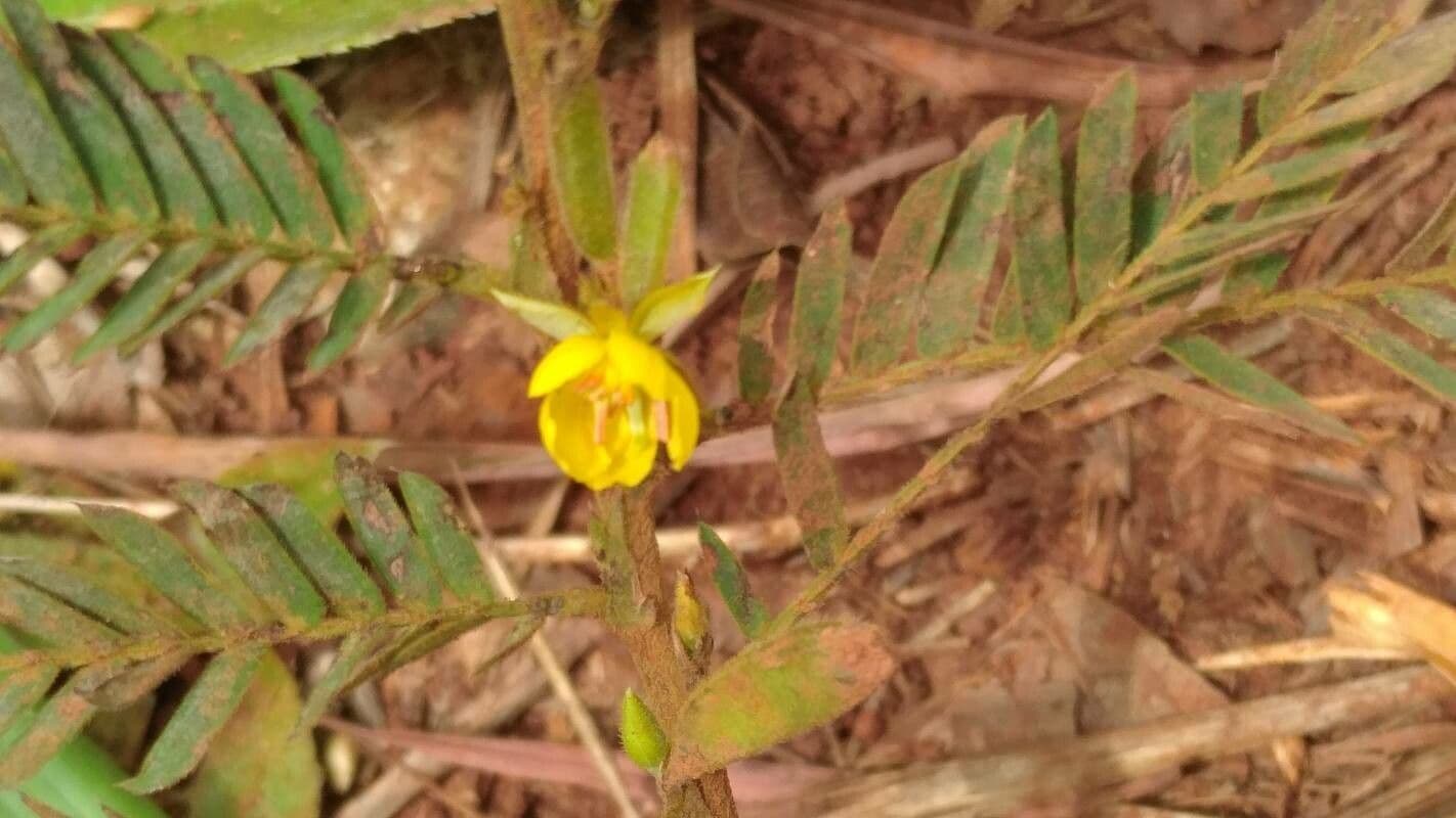 Chamaecrista fallacina