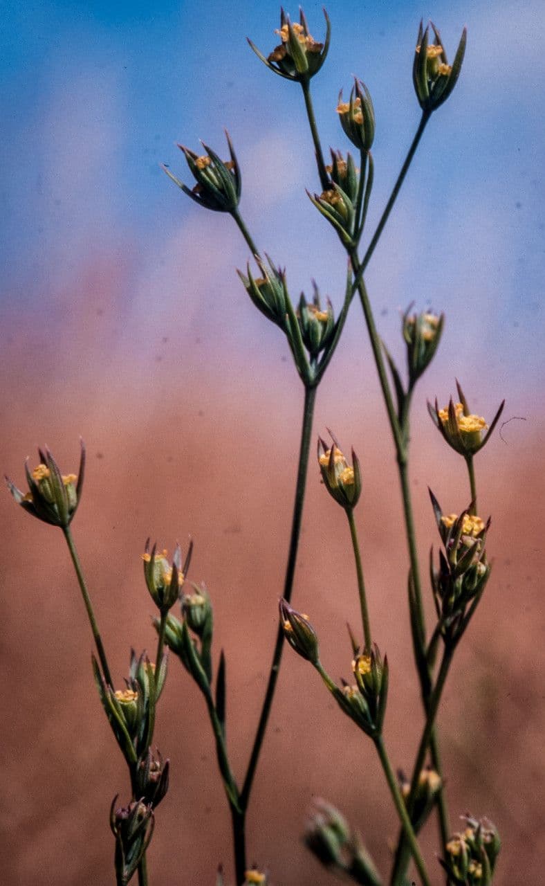 Bupleurum tenuissimum
