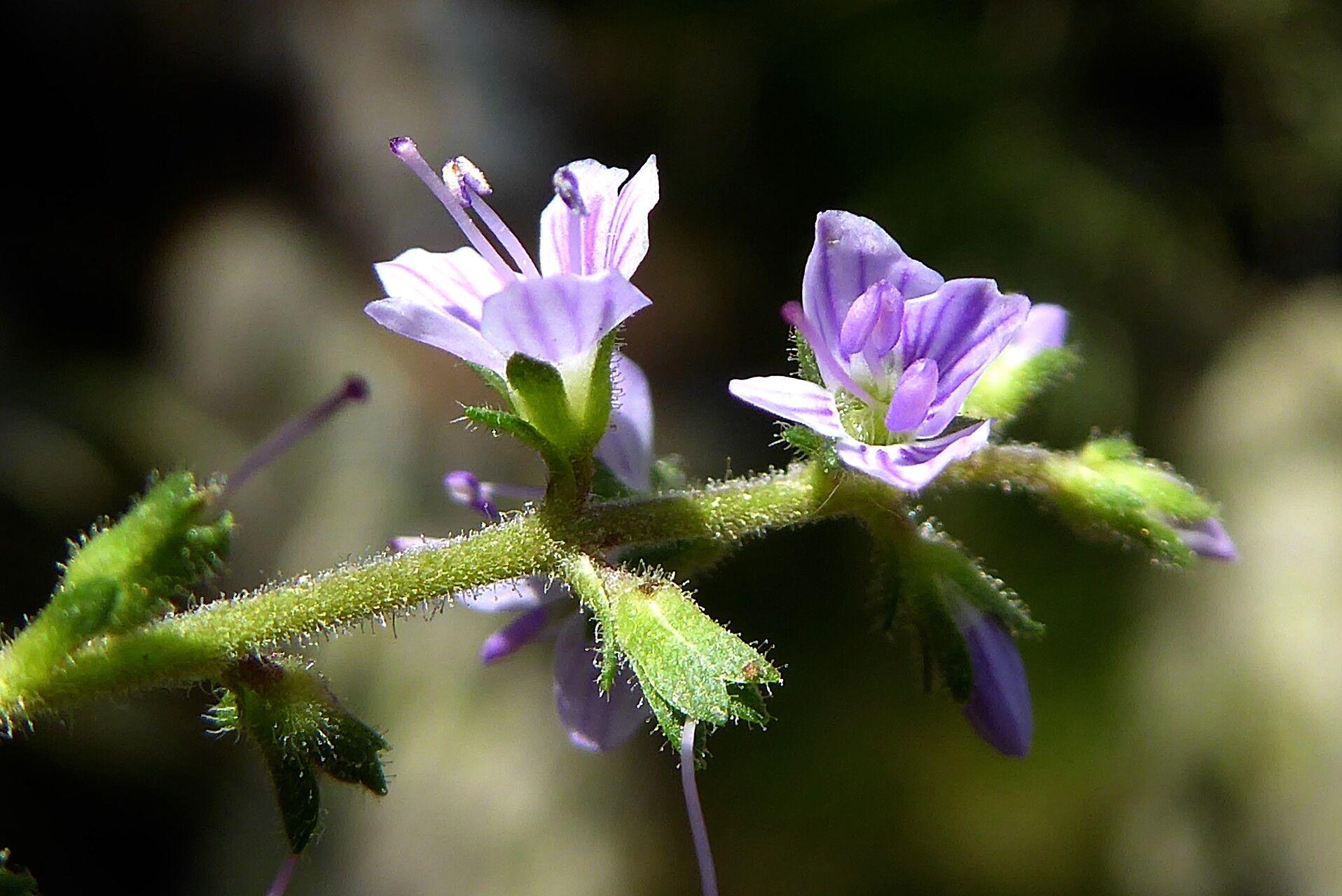 Veronica officinalis