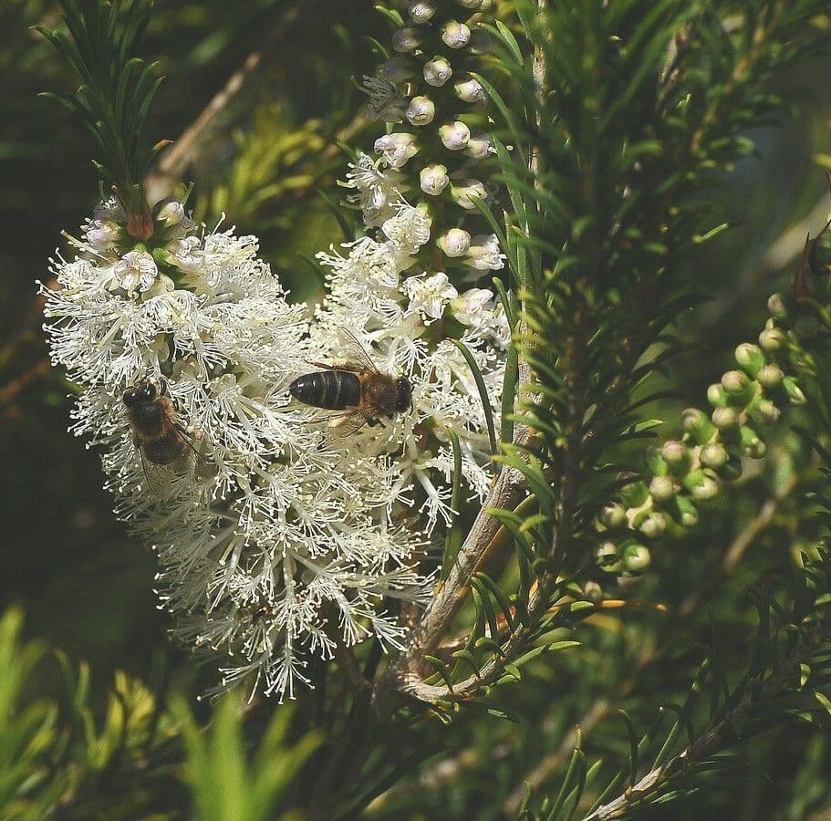 Melaleuca armillaris