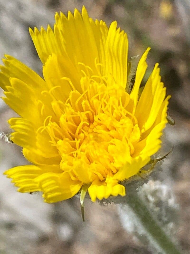 Hieracium tomentosum