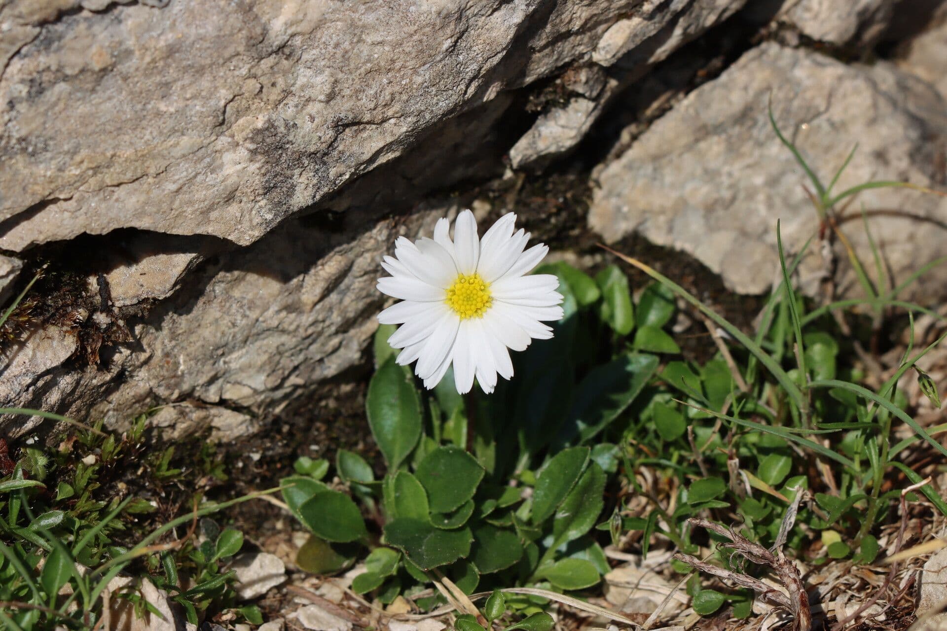 Aster bellidiastrum