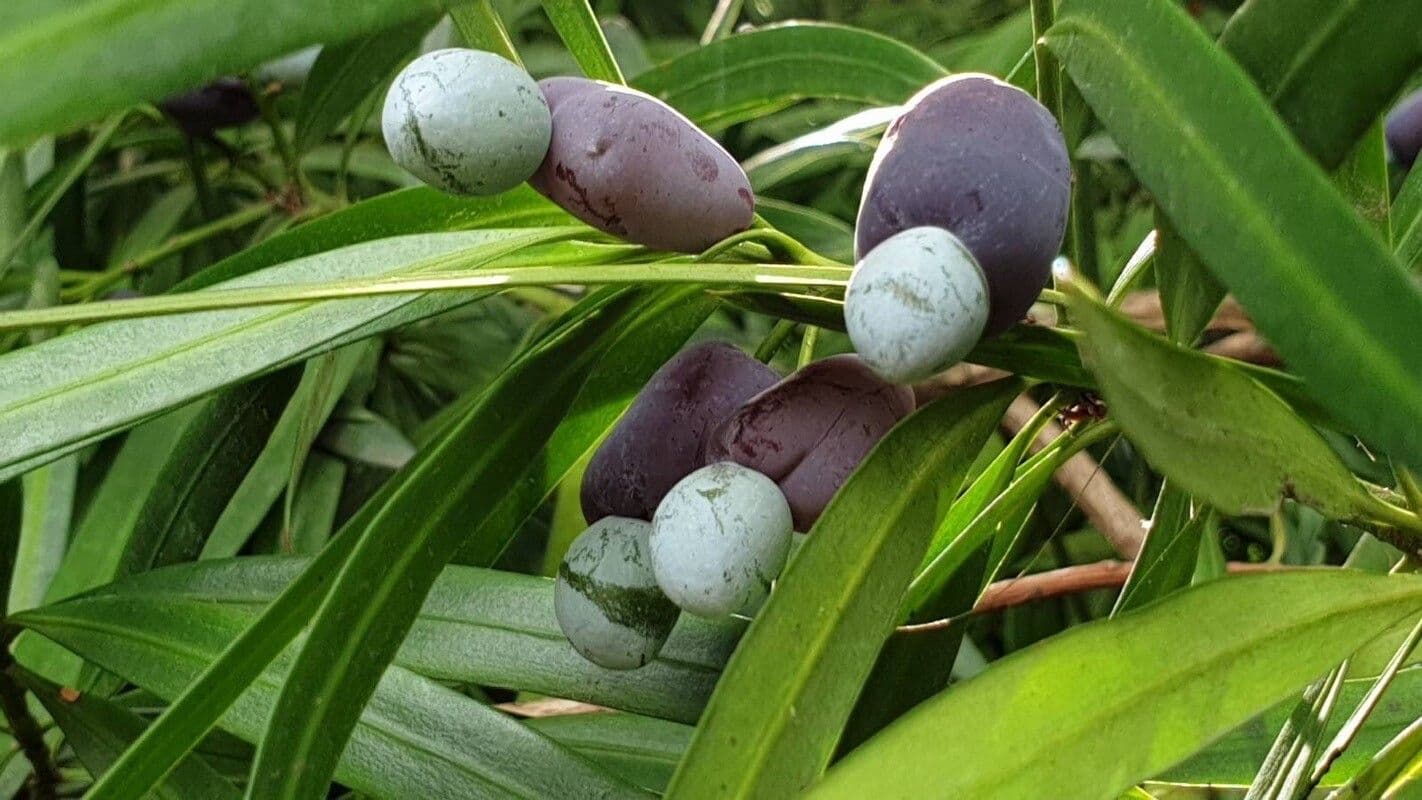 Podocarpus neriifolius