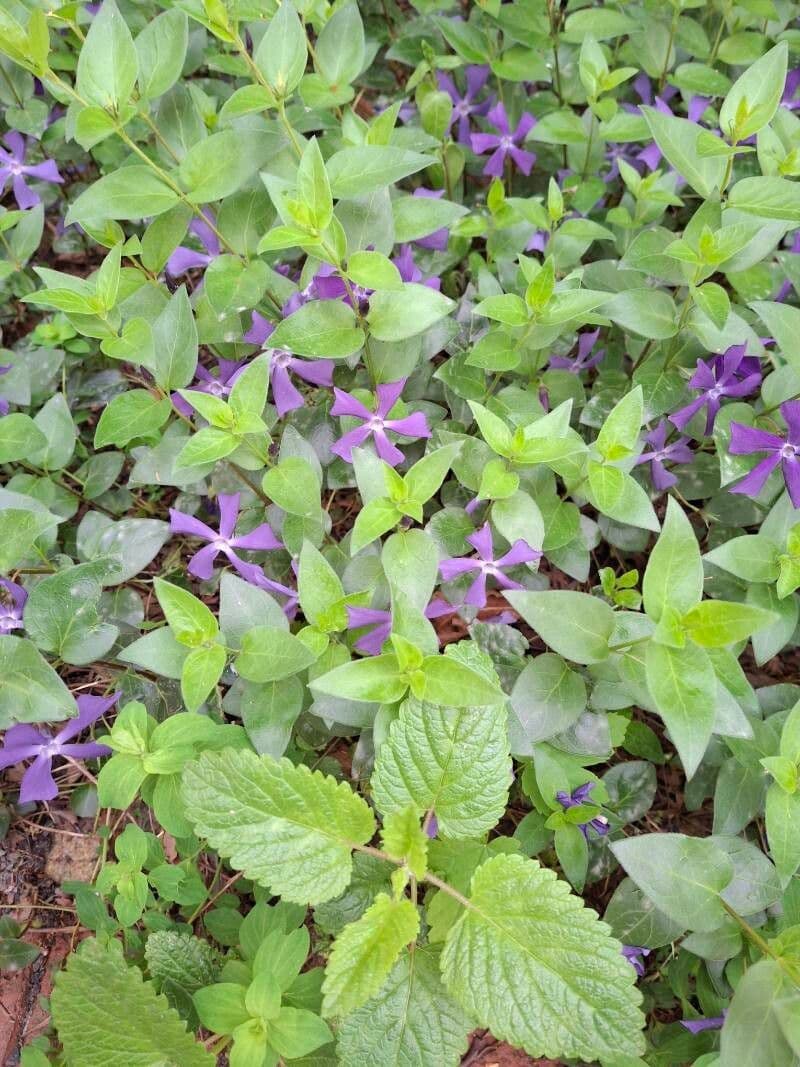 Vinca herbacea