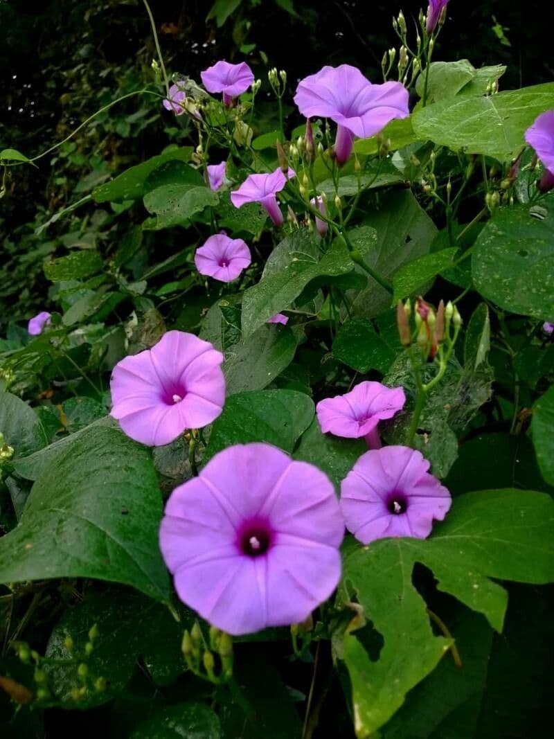 Ipomoea cordatotriloba