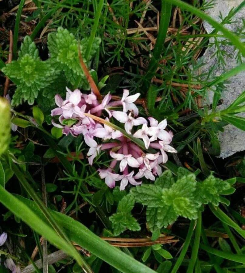 Daphne striata