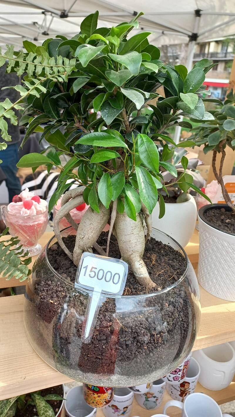 Ficus retusa