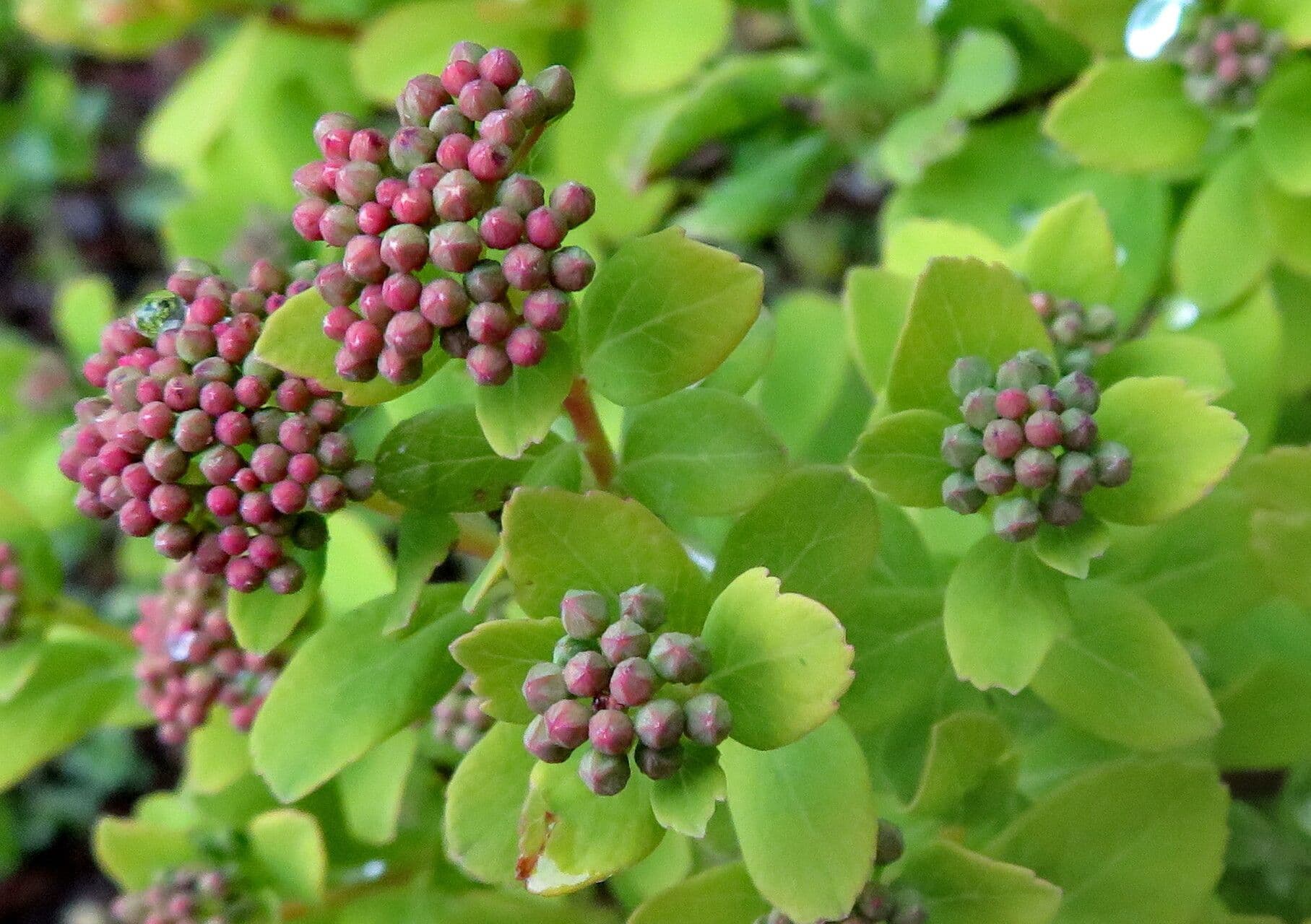 Spiraea betulifolia