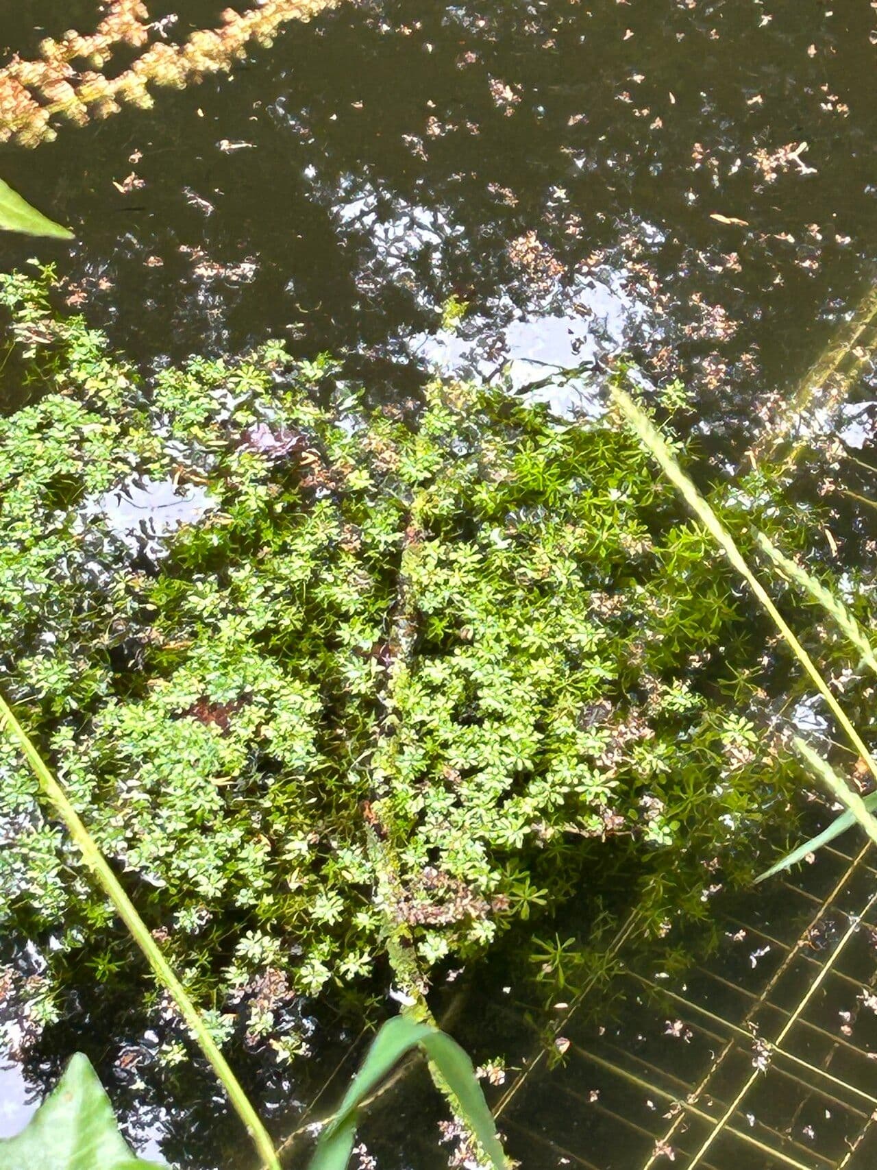 Callitriche palustris