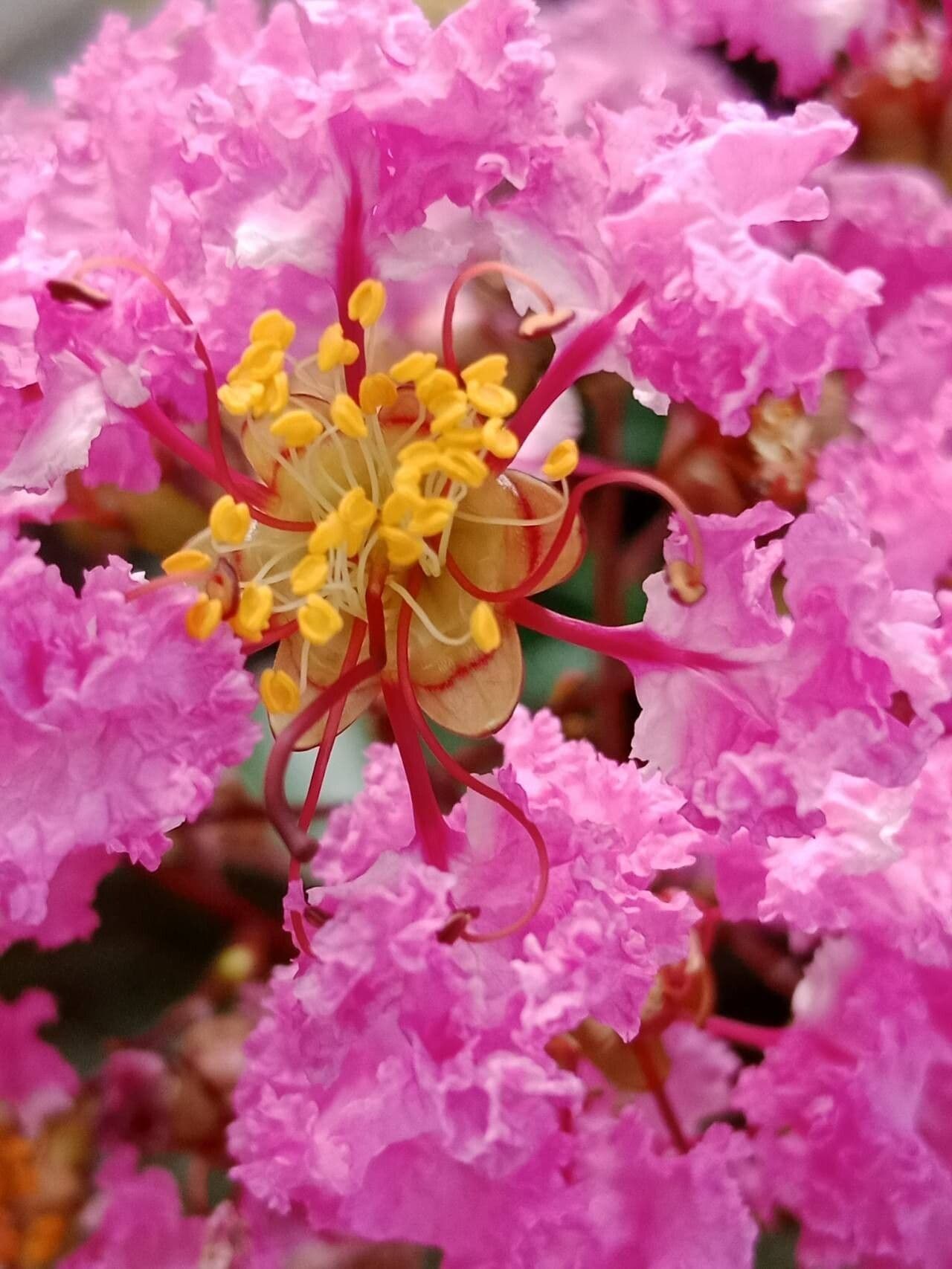 Lagerstroemia indica