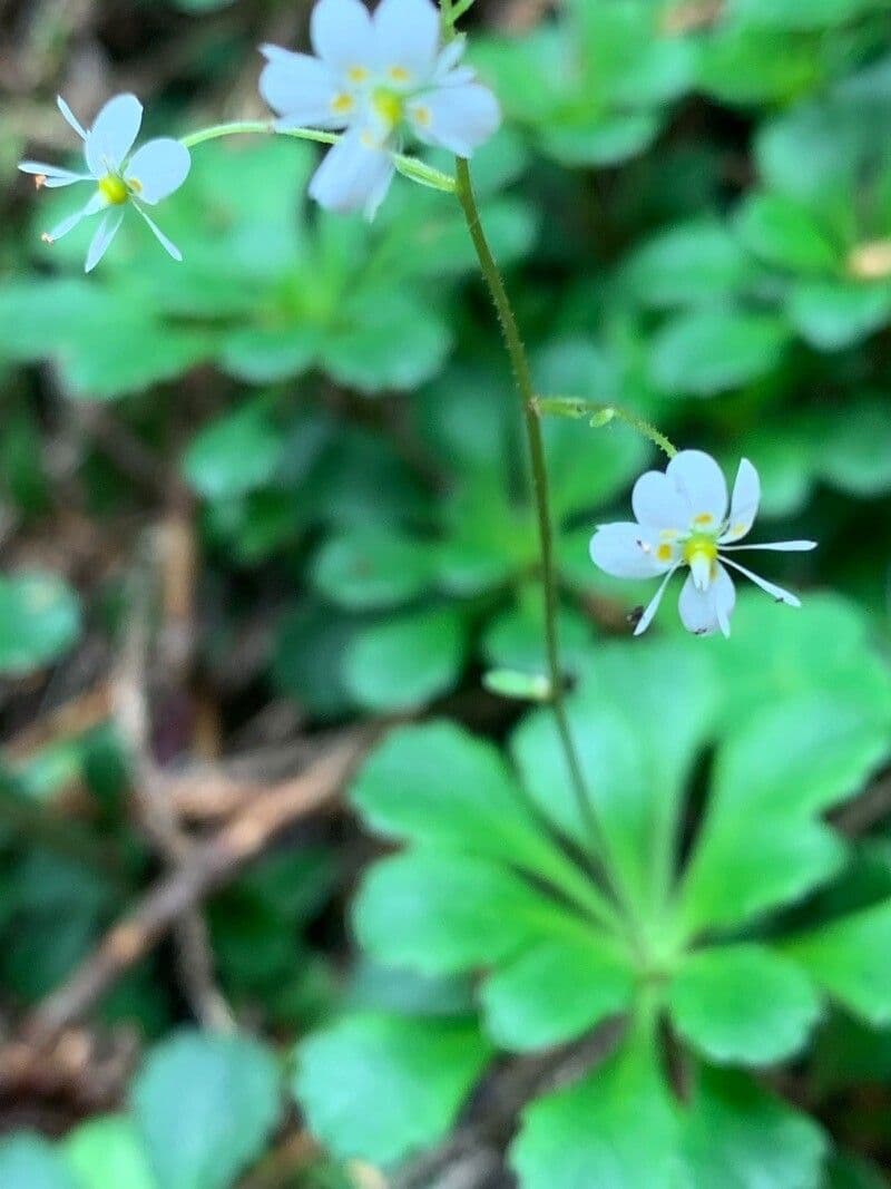 Saxifraga cuneifolia