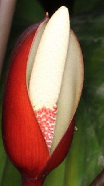Homalomena rubescens