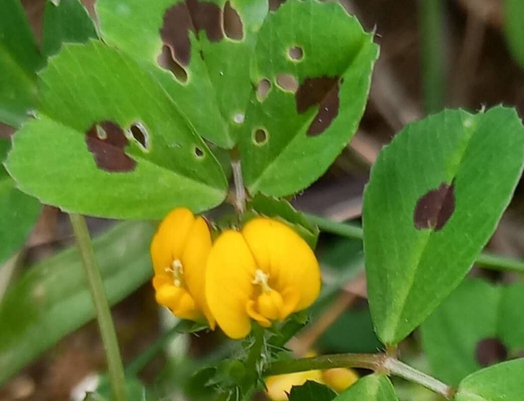 Medicago arabica